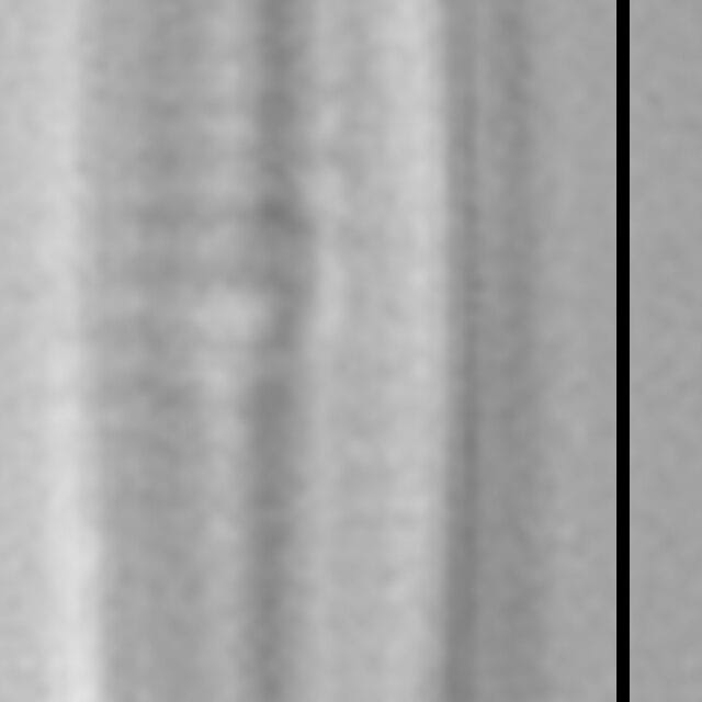 Proschkinia vergostriata LM1