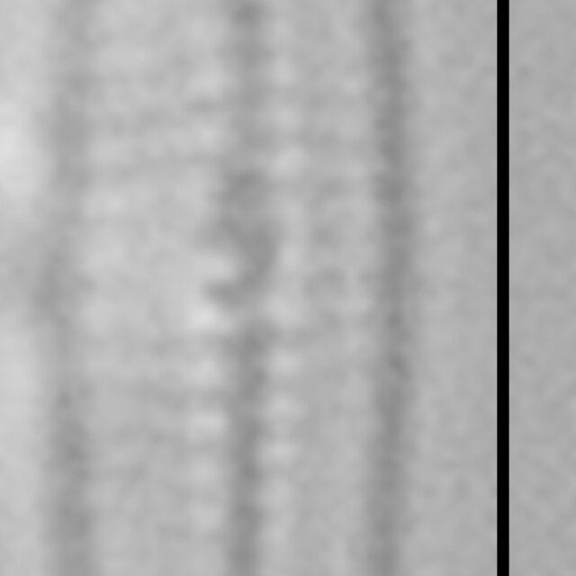 Proschkinia vergostriata LM4