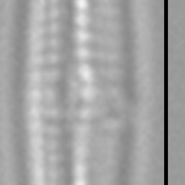 Proschkinia vergostriata LM5