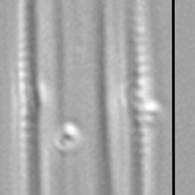 Proschkinia vergostriata LM7