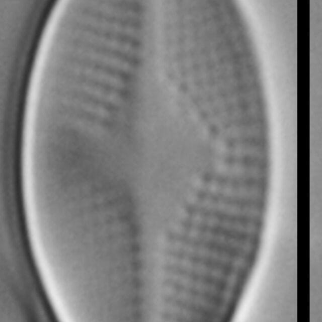Psammothidium Rossii LM