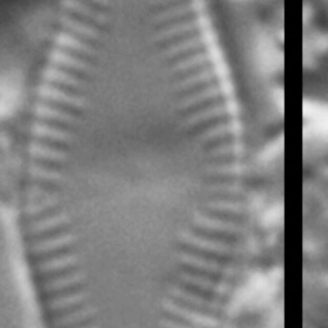 Psammothidium Ventrale GC8241 A 005