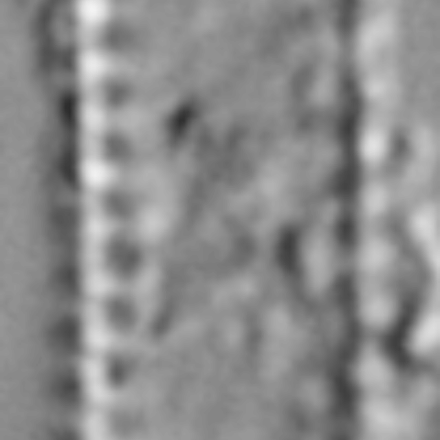 Pseudostaurosira microstriata LM1