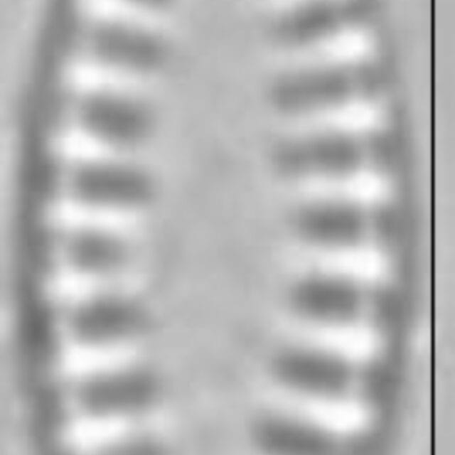 Pseudostaurosira brevistriata LM5