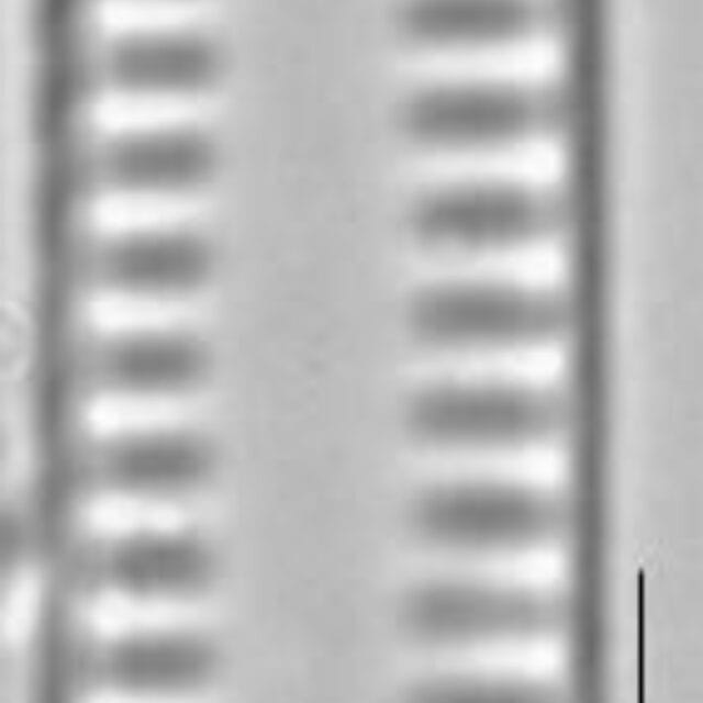 Pseudostaurosira brevistriata LM4