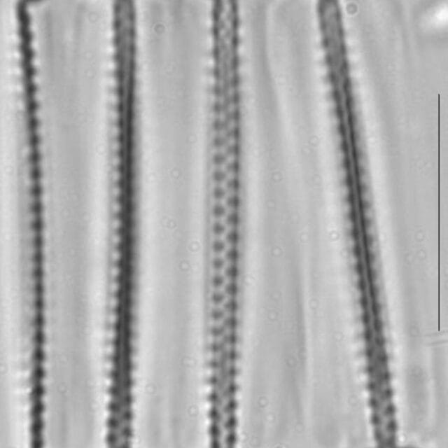 Pseudostaurosira brevistriata LM1