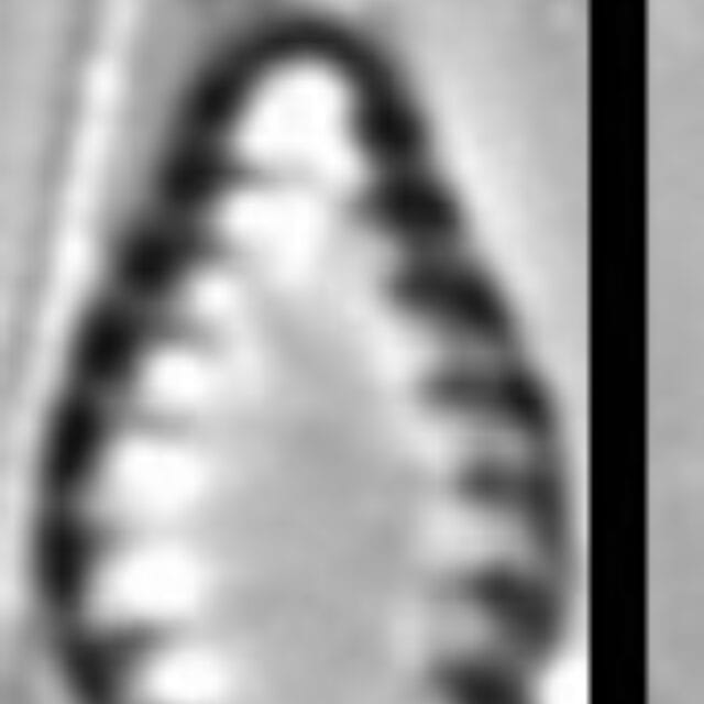 Pseudostaurosira microstriata SMM 13305b 8