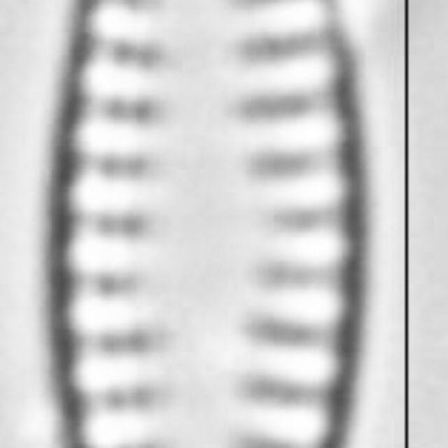 Pseudostaurosira neoelliptica LM4