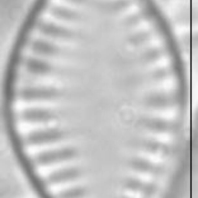 Pseudostaurosira parasitica LM2