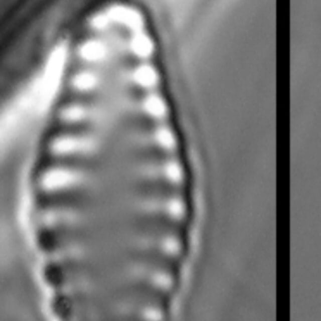 Pseudostaurosiropsis geocollegarum1 ILL L1433