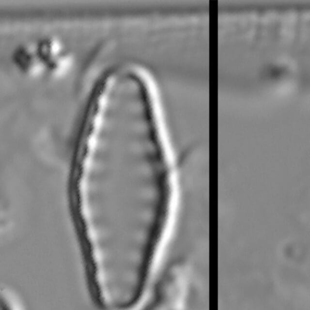 Pseudostaurosiropsis geocollegarum3 ILL L1433