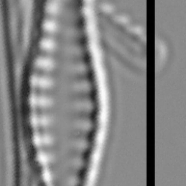 Pseudostaurosiropsis geocollegarum4 ILL L1433
