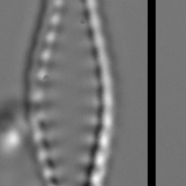 Pseudostaurosiropsis geocollegarum6 ILL L1433
