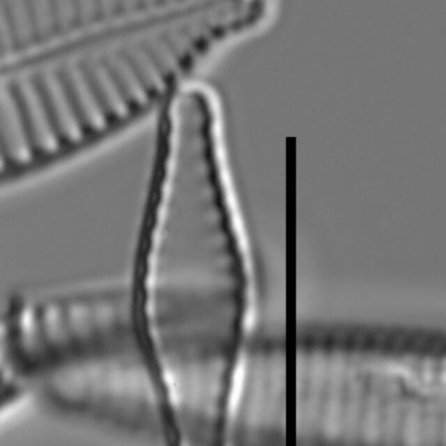 Pseudostaurosiropsis geocollegarum7 ILL L1433