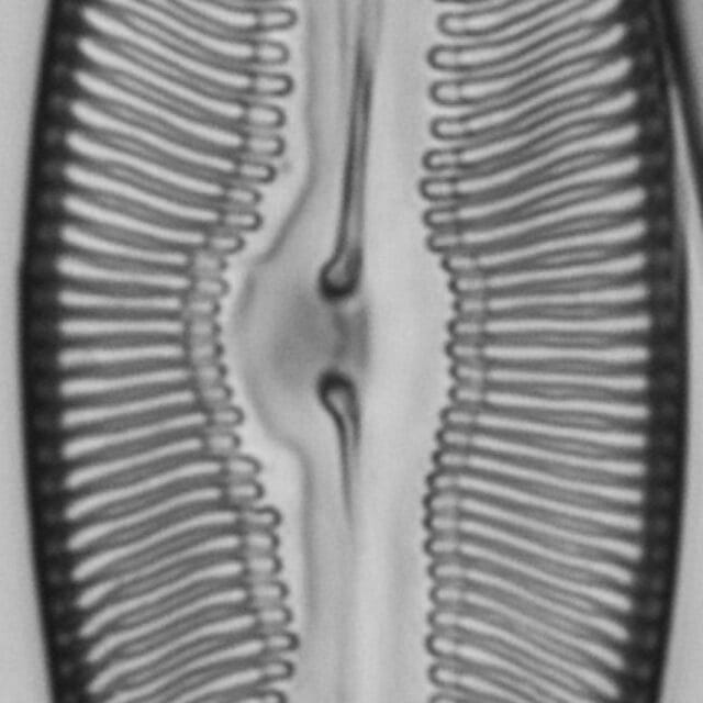 Pulchella canadensis LM7