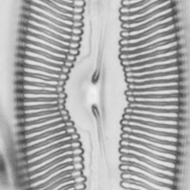 Pulchella canadensis LM5