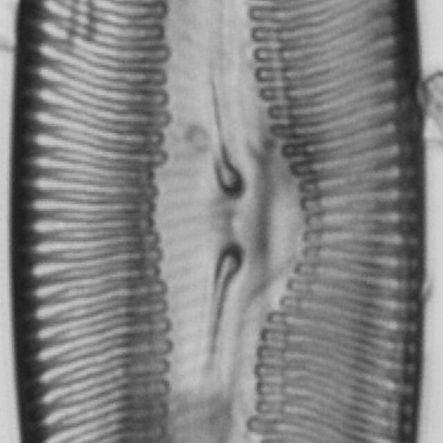 Pulchella canadensis LM6