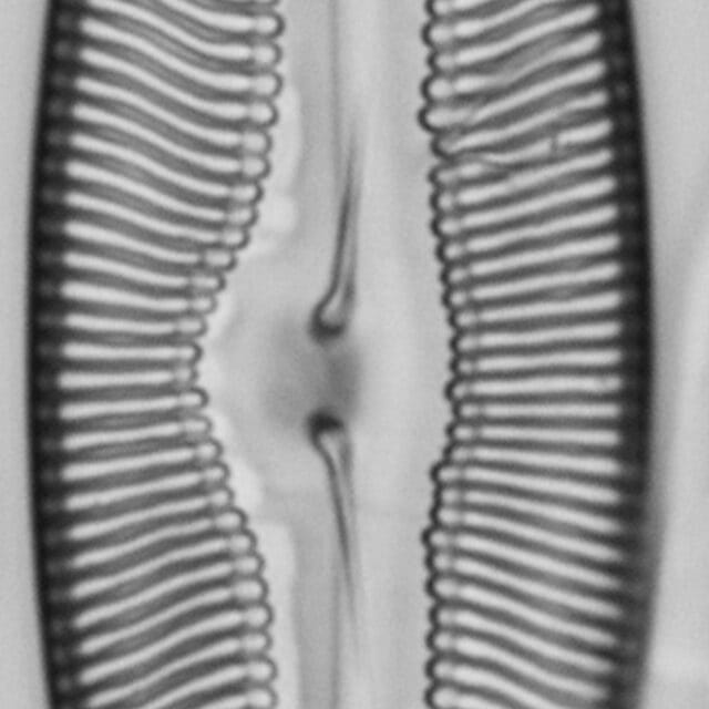 Pulchella canadensis LM2