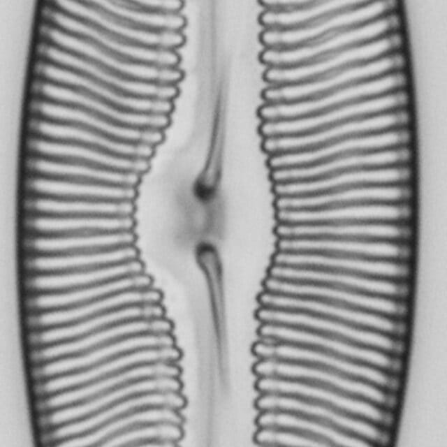 Pulchella canadensis LM4