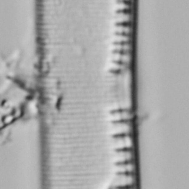 Nitzschia_tenuis_LM4