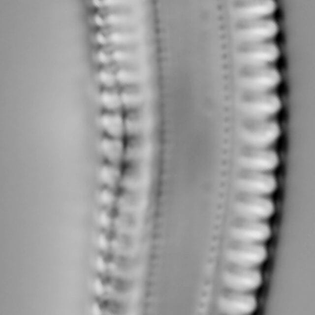 Rhoicosphenia californica LM1