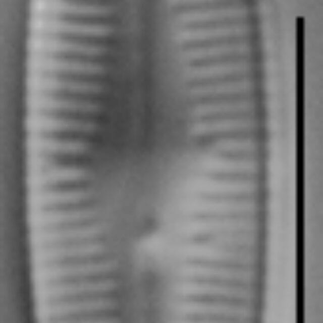 Rossithidium petersenii LM5