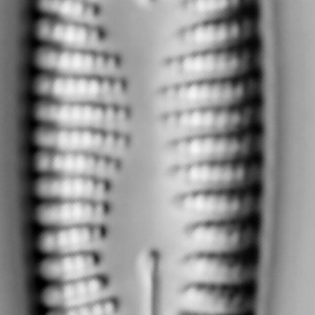Rhoicosphenia stoermeri LM6