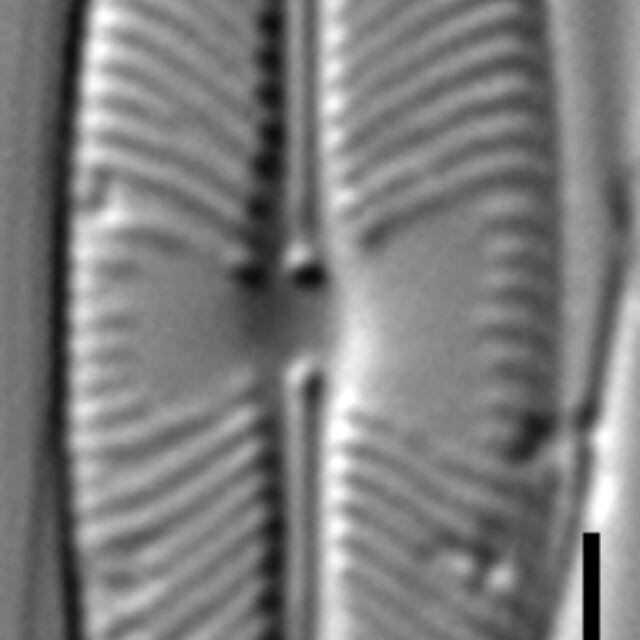 Sellaphora auldreekie LM12