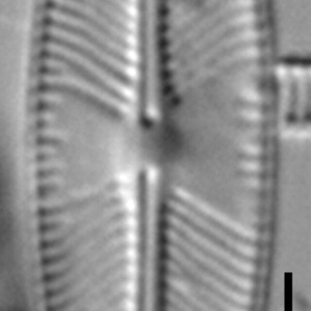 Sellaphora auldreekie LM10