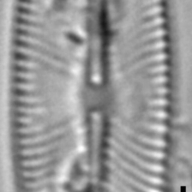 Sellaphora auldreekie LM7