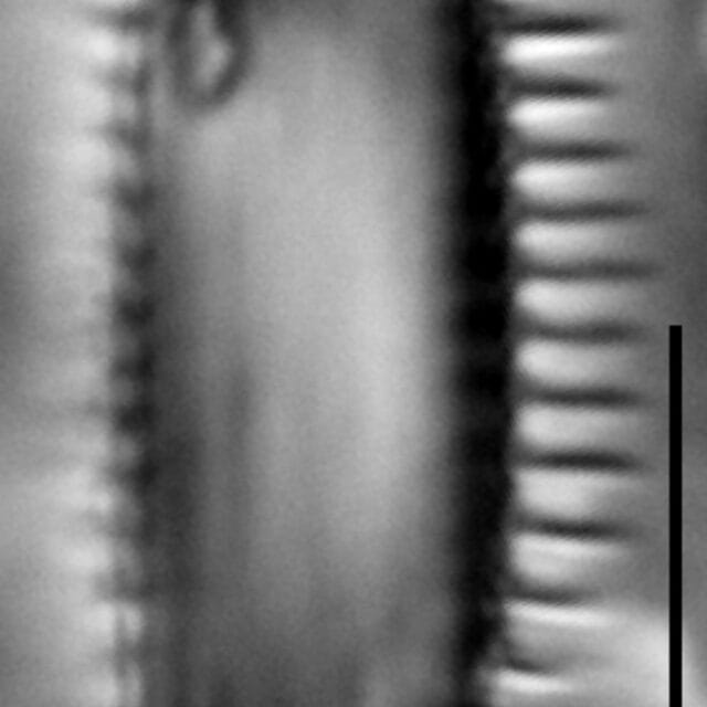 Semiorbis catillifera LM4