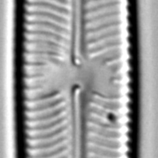 Sellaphora laevissima LM12