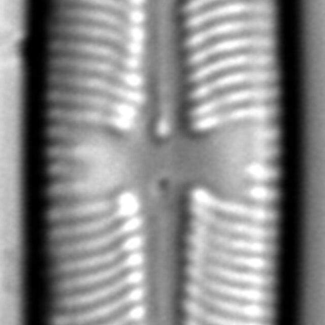 Sellaphora laevissima LM11