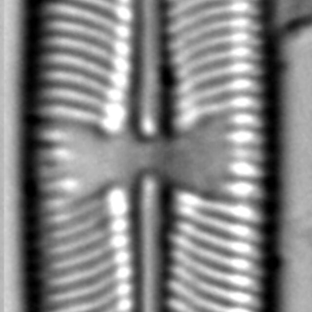 Sellaphora laevissima LM8
