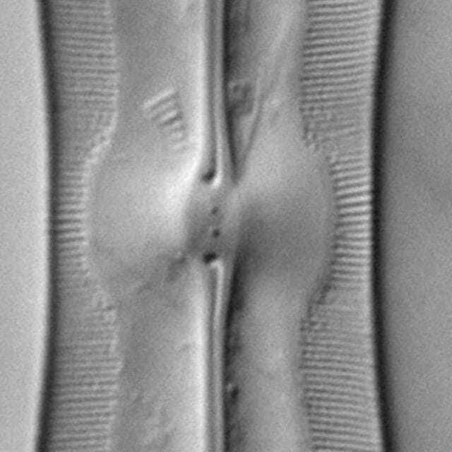 Sellaphora moesta LM7