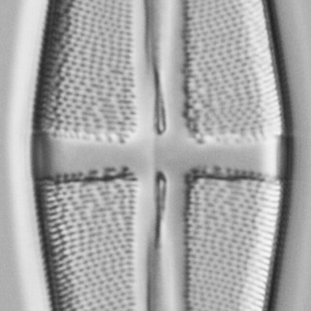 Stauroneis terryi LM3