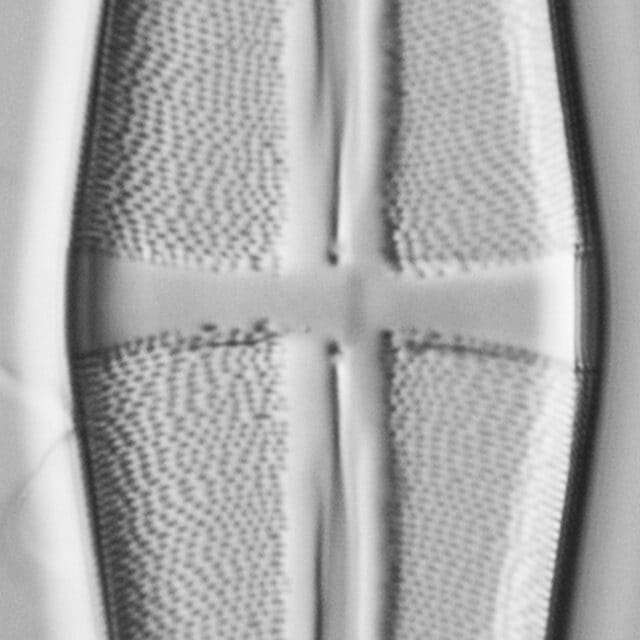 Stauroneis terryi LM4