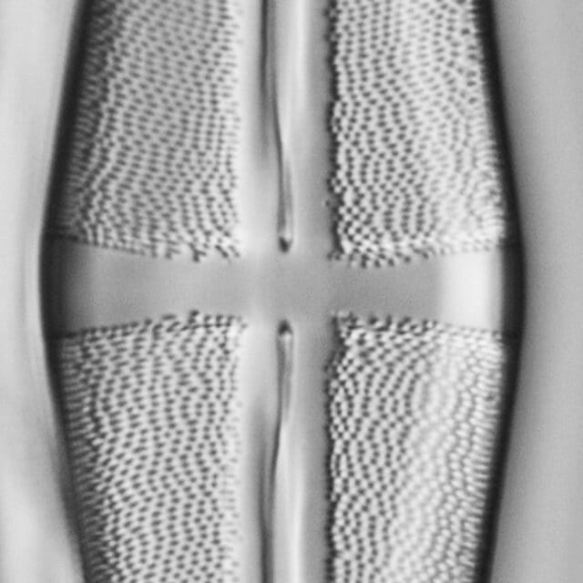 Stauroneis terryi LM5