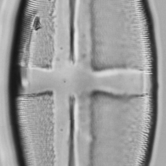 Stauroneis terryi LM6