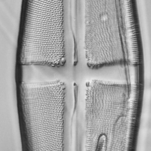 Stauroneis terryi LM7