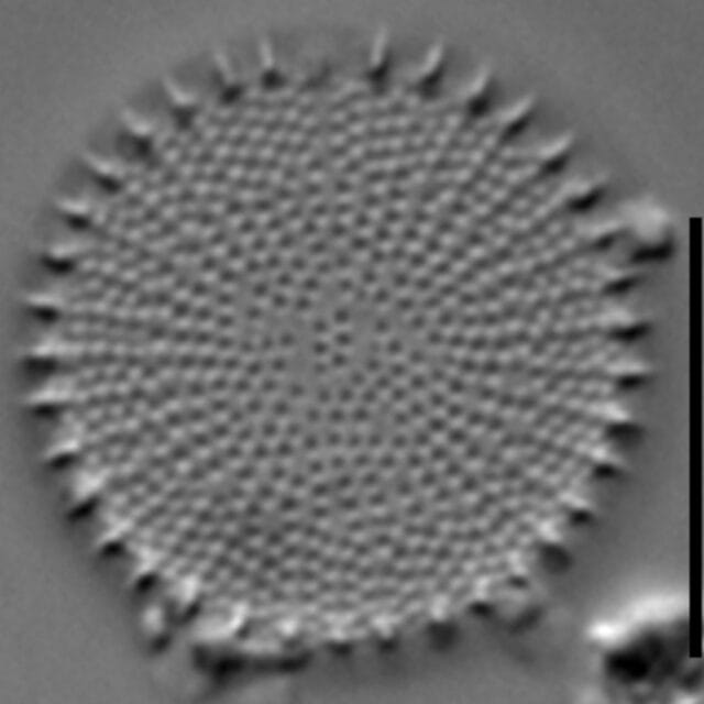 Stephanodiscus hantzschii LM1