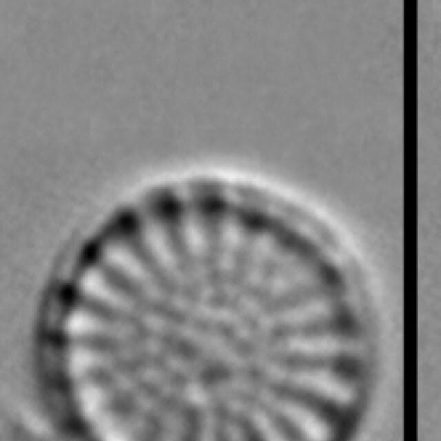 Stephanodiscus parvus LM2