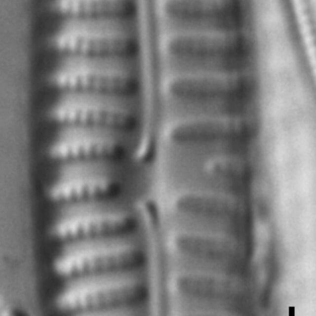Encyonema appalachianum LM4