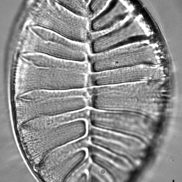 Surirella striatula LM8