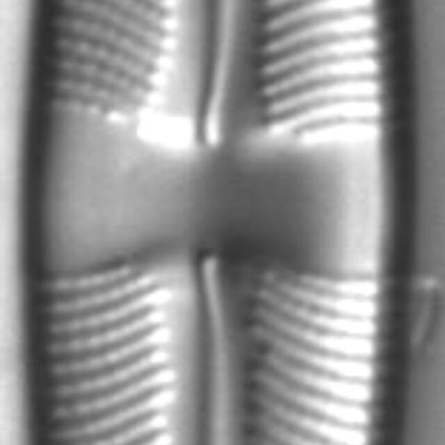 Stauroneis absaroka LM1