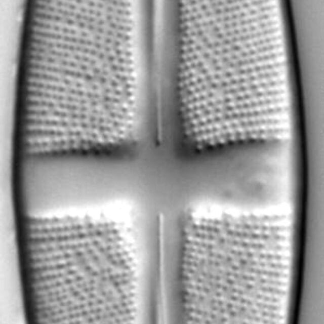 Stauroneis akamina LM7