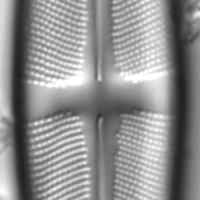 Stauroneis amphicephala LM3