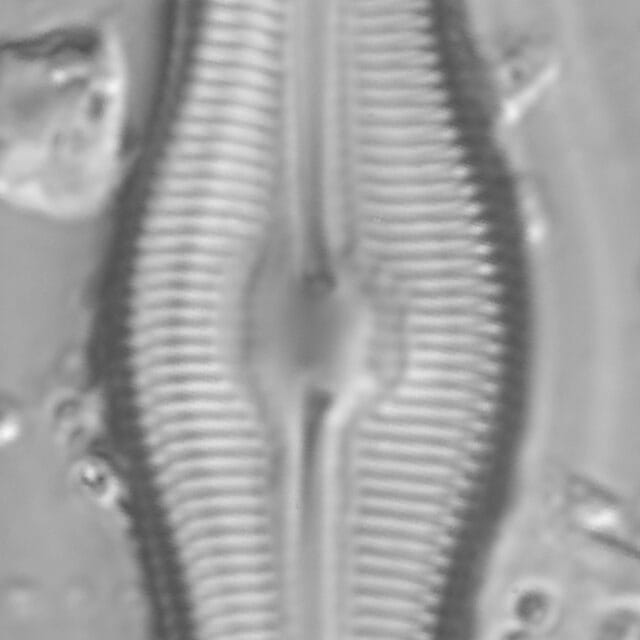 Caloneis Schumannaina_SK2_1