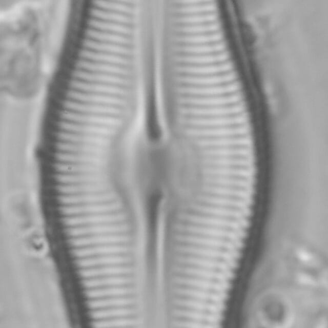 Caloneis Schumannaiana_SK2-2