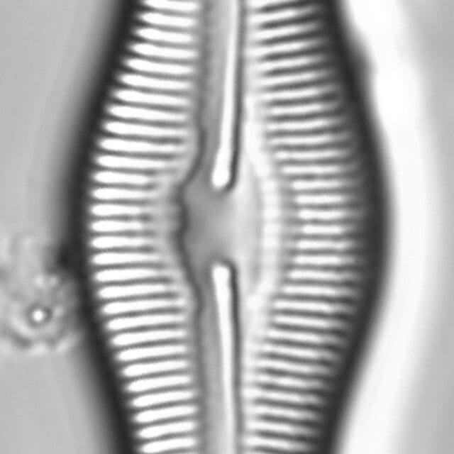 Sara 01 0007 Length 5 18